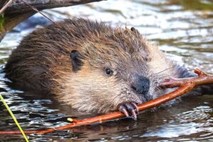 Oregon's state animal has transformed a section of Fanno Creek into a thriving marsh, inspiring a recent volunteer restoration project to support the area's growing biodiversity. 
