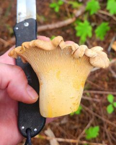 Jeff Michels finds large chanterelle while foraging on Mount Hood. 