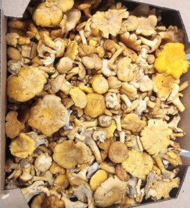 Jeff Michels routinely purchases large loads of chanterelle mushrooms for his business, Cascade Organic. 