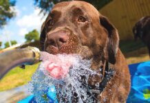 Why Is the Water Bowl Empty Again? A dog drinking from a hose