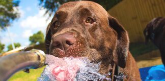 Why Is the Water Bowl Empty Again? A dog drinking from a hose