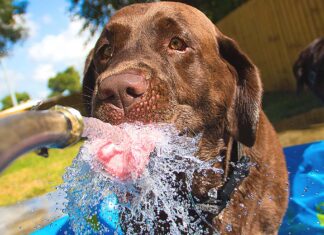 Why Is the Water Bowl Empty Again? A dog drinking from a hose