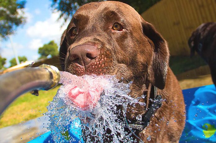 dog-drinking-from-hose A dog drinking from a hose