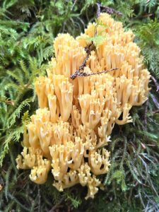 Kevin Smith found some edible coral mushrooms while out foraging in October. 