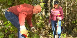 Stubborn Beavers Spur New Habitat Restoration Near Tigard Library A little over 20 volunteers helped reshape the natural area next to the Tigard Public Library, removing blackberry vines, adding mulch and picking up trash.